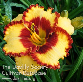 Daylily Spacecoast Hugs and Kisses